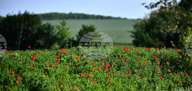 „Грийнпийс“ – България обяви прием за академия за хора, готови да помогнат за опазването на околната среда чрез информираност и образование