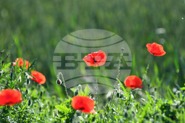 Село Конево - макове