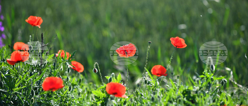 Село Конево - макове