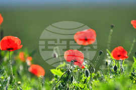 Село Конево - макове