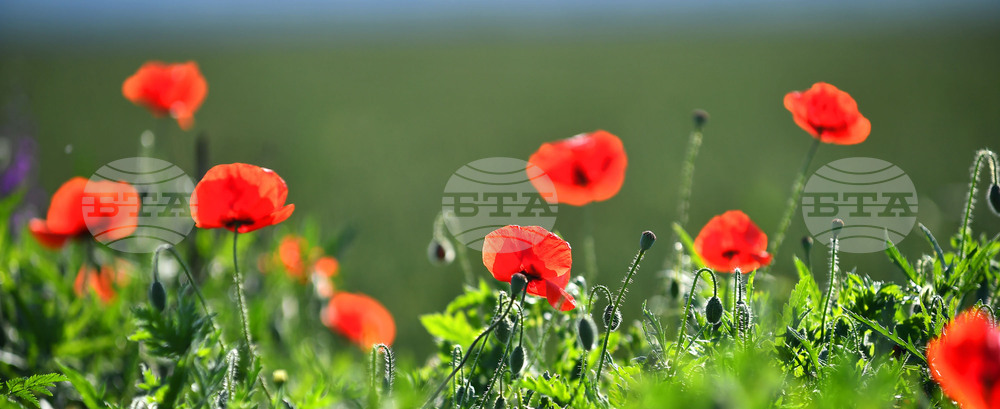 Село Конево - макове