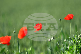 Село Конево - макове