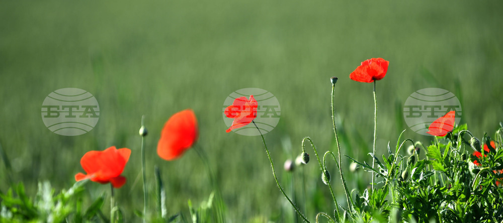 Село Конево - макове