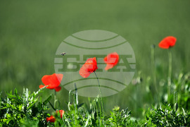 Село Конево - макове