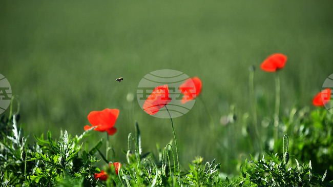 Село Конево - макове