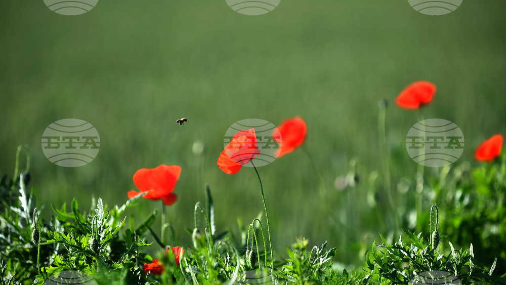 Село Конево - макове
