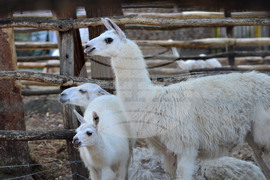 Разград - зоопарк - нови обитатели