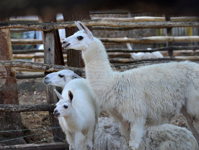 Разград - зоопарк - нови обитатели