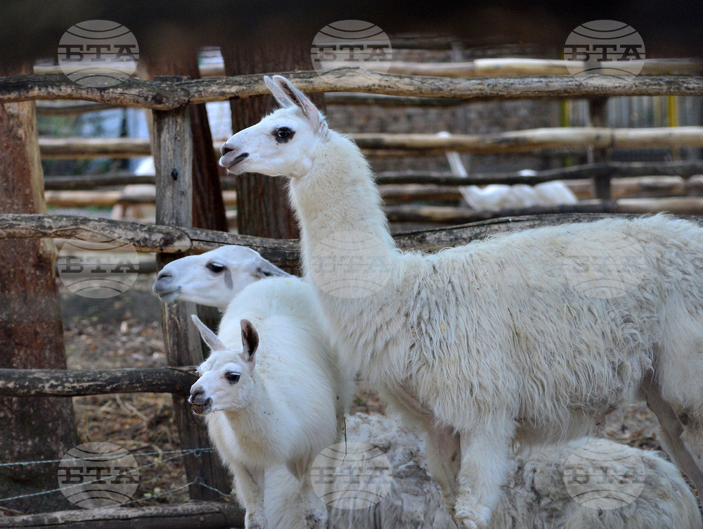 Разград - зоопарк - нови обитатели