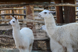 Разград - зоопарк - нови обитатели