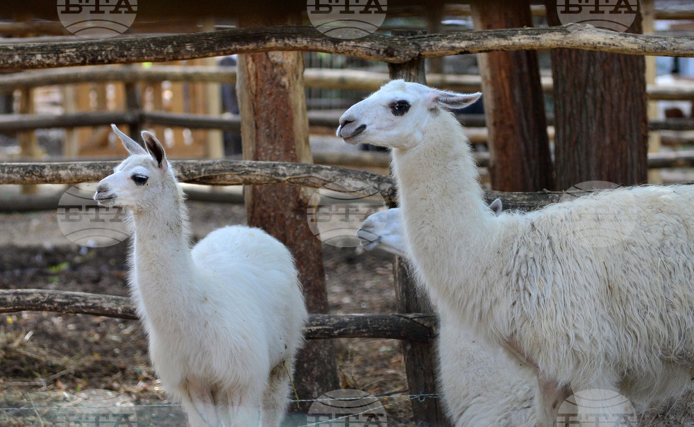 Разград - зоопарк - нови обитатели