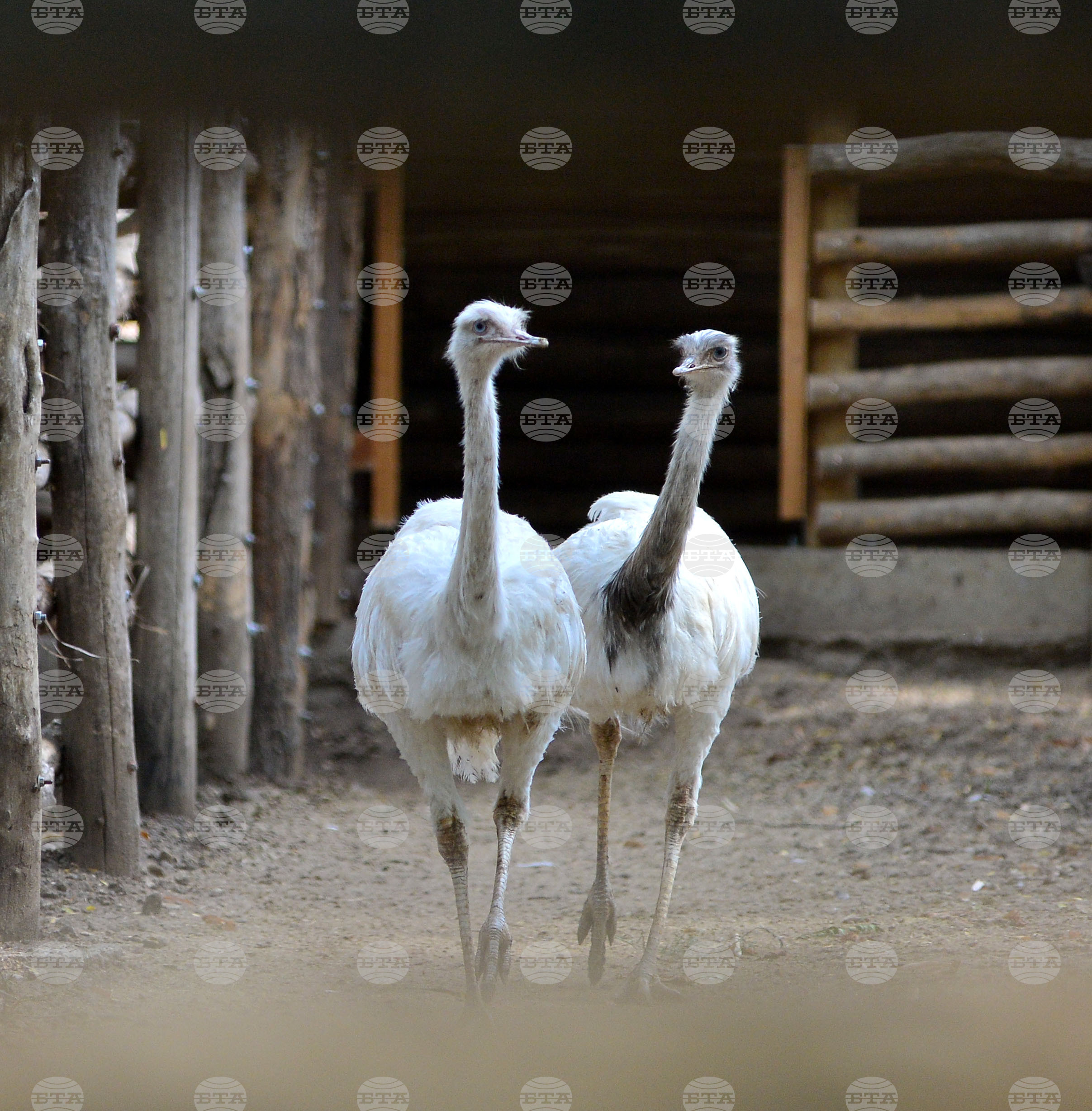 Разград - зоопарк - нови обитатели