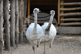 Разград - зоопарк - нови обитатели