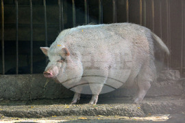 Разград - зоопарк - нови обитатели