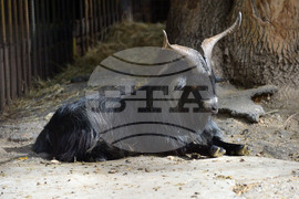 Разград - зоопарк - нови обитатели