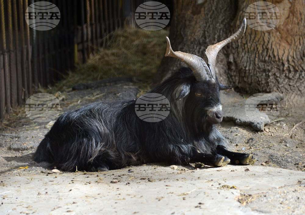 Разград - зоопарк - нови обитатели