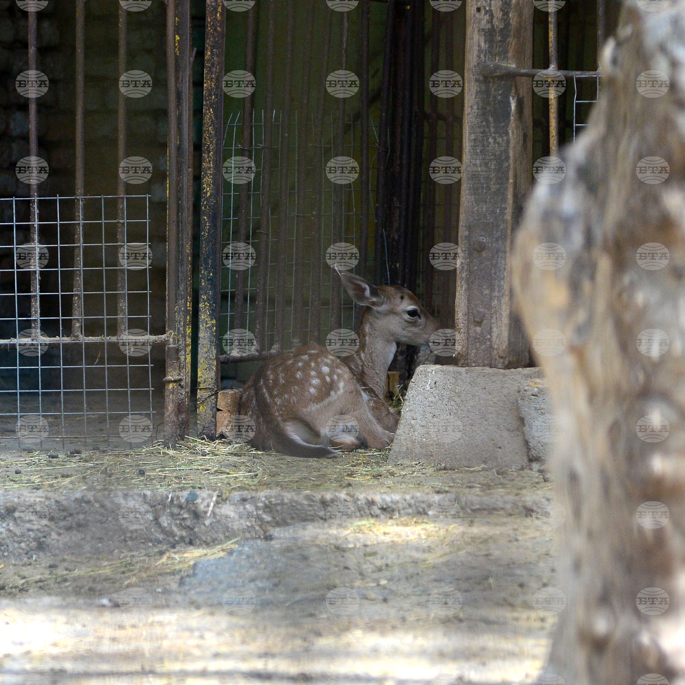 Разград - зоопарк - нови обитатели