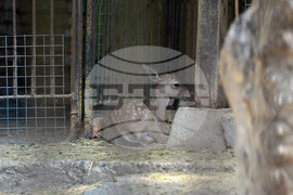 Разград - зоопарк - нови обитатели