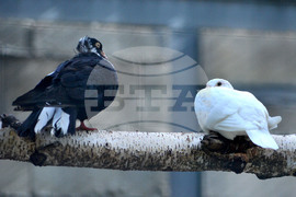 Разград - зоопарк - нови обитатели