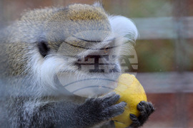 Разград - зоопарк - нови обитатели