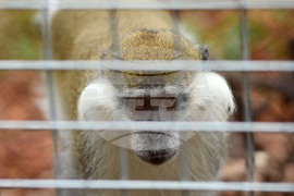 Разград - зоопарк - нови обитатели