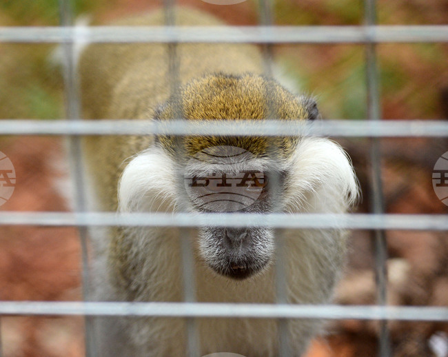 Приматите в Софийския зоопарк ще получат боядисани великденски яйца 