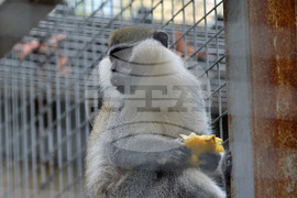 Разград - зоопарк - нови обитатели