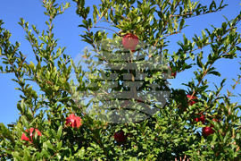 Исперих - нар