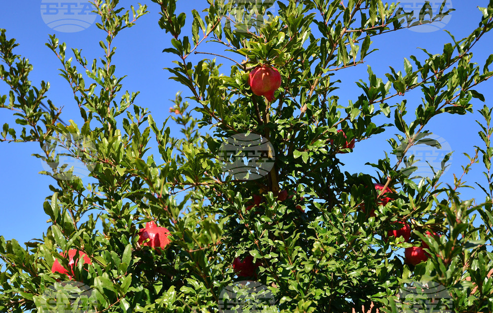 Исперих - нар