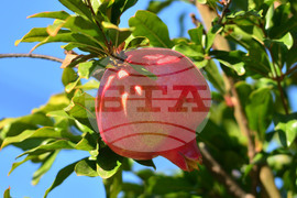 Исперих - нар