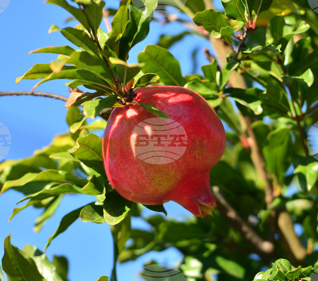 Исперих - нар