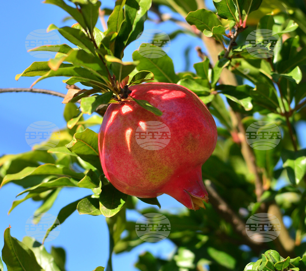 Исперих - нар