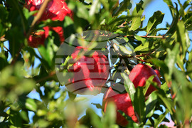 Исперих - нар