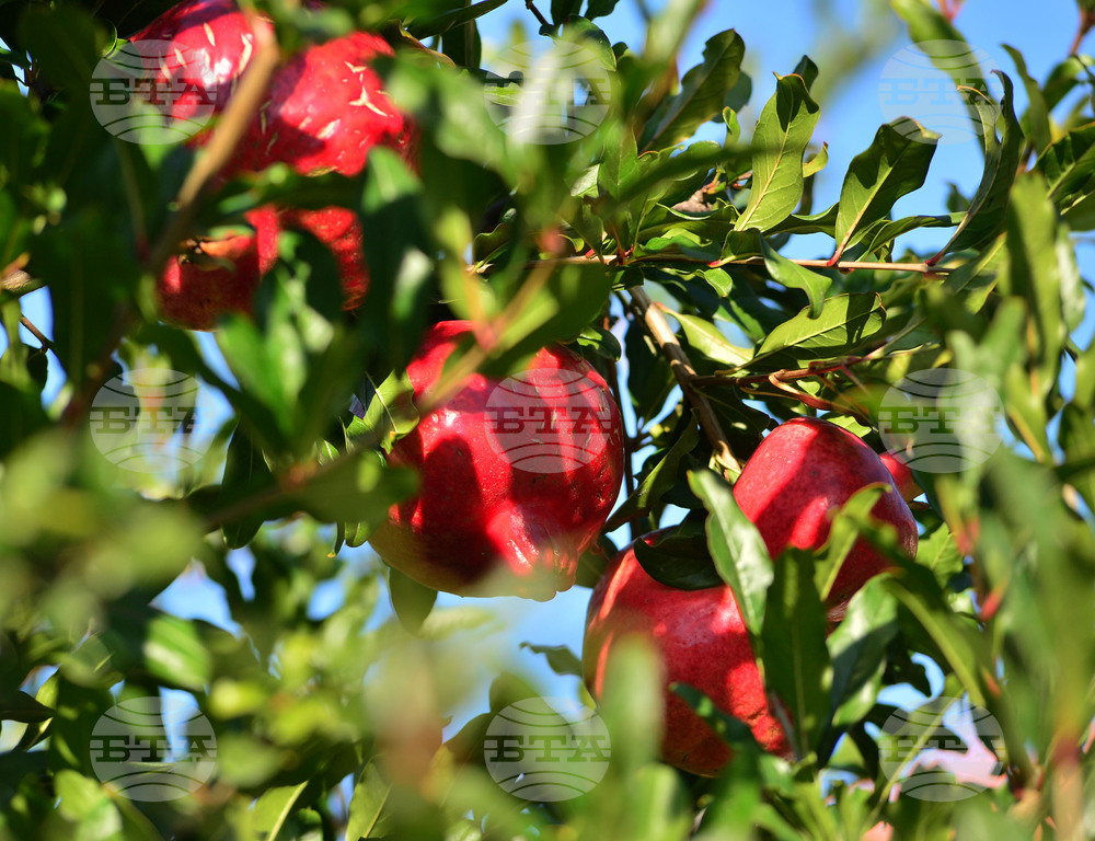 Исперих - нар