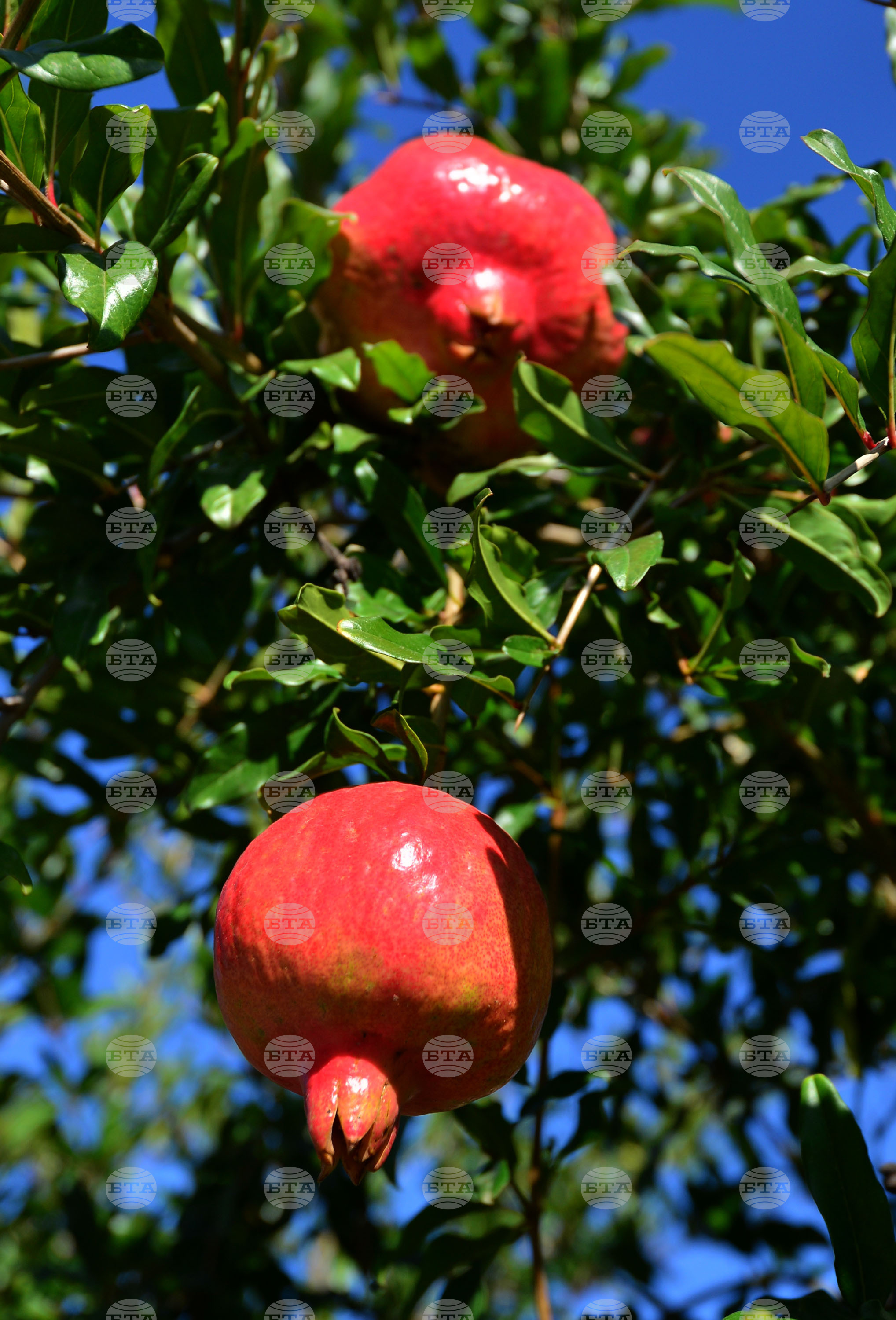 Исперих - нар