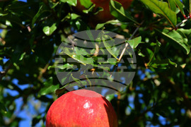 Исперих - нар