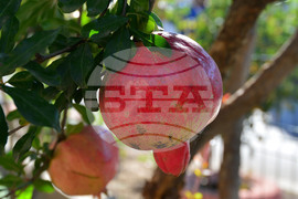 Исперих - нар