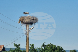 Село Угледно - щъркели - природа