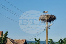 Село Угледно - щъркели - природа