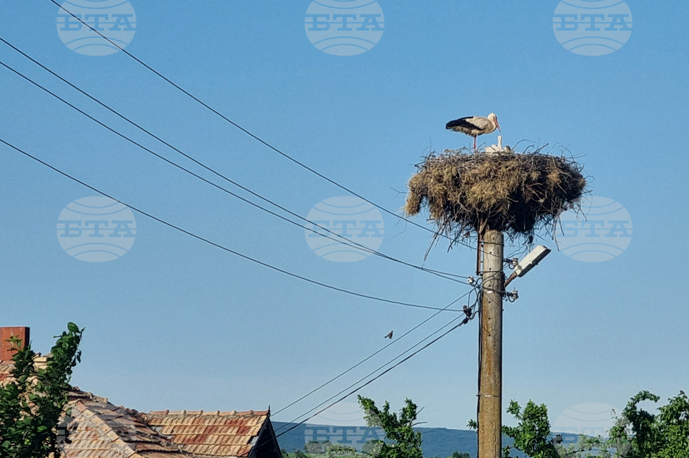 Граждани могат да се включат в международното преброяване на белия щъркел, напомнят от екоминистерството