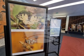 Сливен - фотоизложба - биоразнообразие