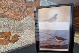 Сливен - фотоизложба - биоразнообразие