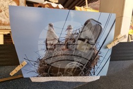 Сливен - фотоизложба - биоразнообразие