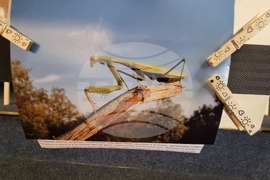 Сливен - фотоизложба - биоразнообразие