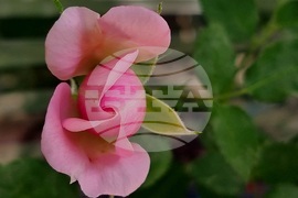 Топло време в столицата