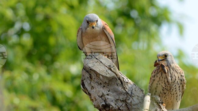 В карловското село Климент се е завърнала от зимуване първата белошипа ветрушка