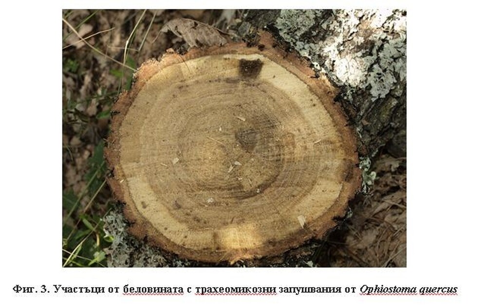 Обследването на горите в района на с. Каравелово не показват неправилно стопанисване на насажденията от зимен дъб