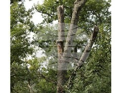 Снимка: Изпълнителна агенция по горите - горите в района на с. Каравелово 