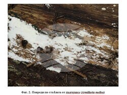 Снимка: Изпълнителна агенция по горите - горите в района на с. Каравелово 