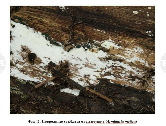 Експерти не откриха лесовъдски нарушения в горите край Каравелово